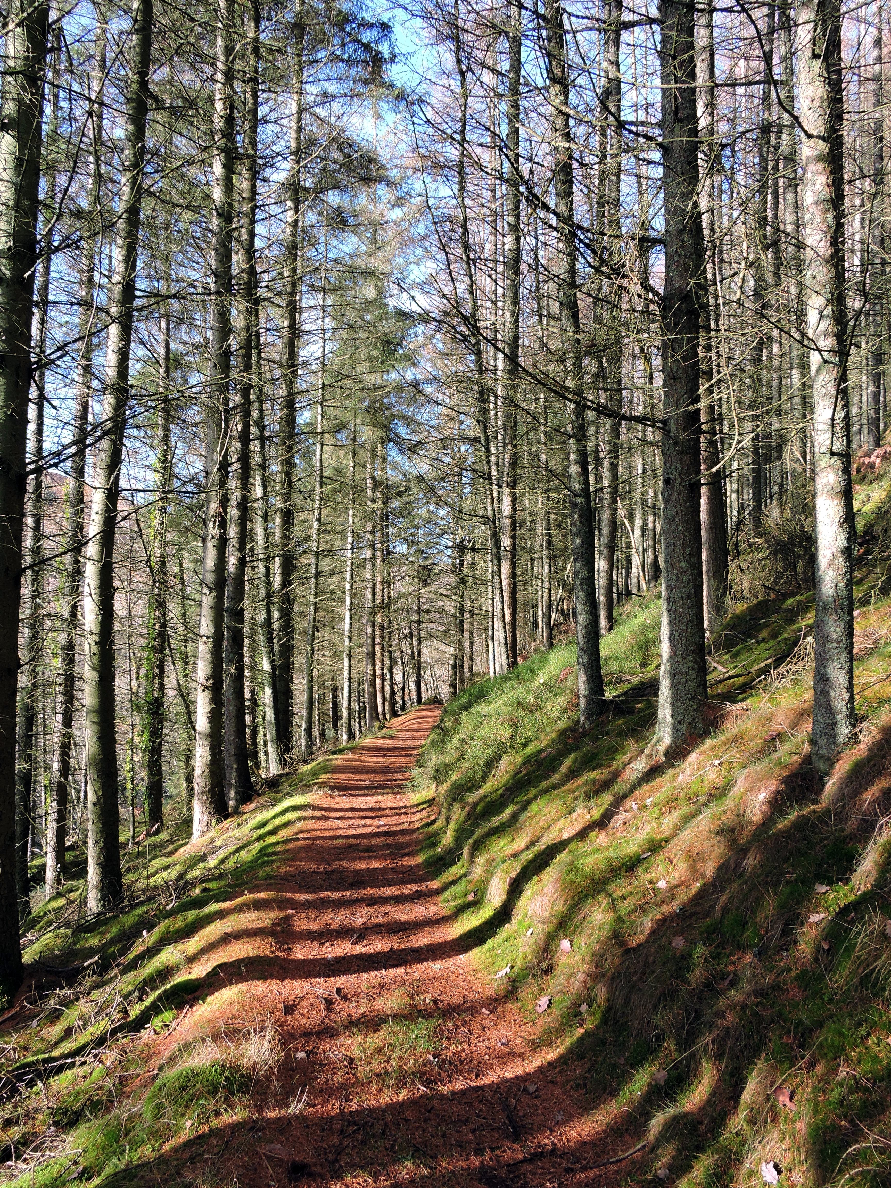 BRYNTAIL WOOD  Bill Bagley Photography